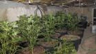 كندا تعتزم تقنين الماريجوانا "الترفيهية".. متى؟