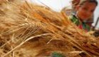 مصر تشتري 2.89 مليون طن من القمح المحلي