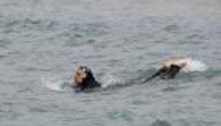 القضاء الفرنسي يلغي "حظر البوركيني" في نيس: لا يخل بالنظام العام