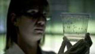 هيئة أمريكية: البعوض المعدل لمكافحة "زيكا" غير ضار