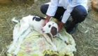 صورة.. ولادة عجل برأسين و4 عيون ومخ واحد في محافظة مصرية