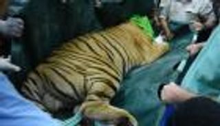 بالفيديو.. تهجير النمر 