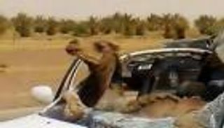 فيديو: حادث مروع يؤدي إلى جلوس جمل على المقعد الأمامي