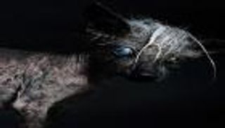 مصوّر مولَع بالتقاط صور الكلاب القبيحة