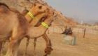 بعد عمان.. الإبل تضيء ليلا بالسعودية للحد من حوادث الطرق