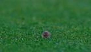 "فأر" يغزو ملعب "أولد ترافورد"