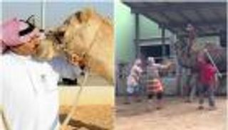  فيديو .. بعد تقبيل الإبل .. سعوديون متهمون بتعذيبها