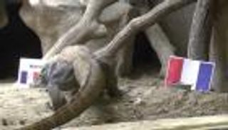 بالفيديو: سحلية عملاقة تثير مخاوف الفرنسيين قبل مباراة ألبانيا