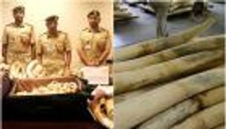 شرطة دبي تسلم وزارة البيئة 1340 قطعة من العاج المحظور تداوله