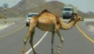 فيديو.. سعودي يوقف السيارات بسلاحه لتعبر الإبل 