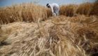 "الفاو": لا مخاوف من "الإرجوت" على القمح المصري 