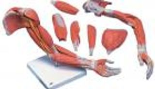 بالفيديو.. تعرف على 10 أسرار مثيرة في جسم الإنسان