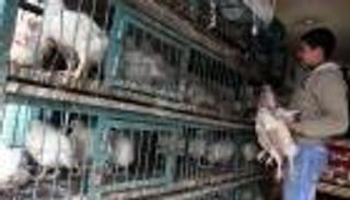 ارتفاع أسعار اللحوم والدواجن يثقل كاهل الفلسطينيين في رمضان