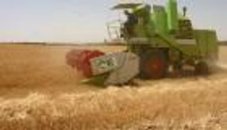 الجفاف يضرب محصول الحبوب الجزائري 