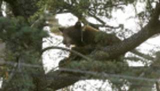 بالفيديو: ماذا يفعل دبٌّ أسود قرب مدرسة ثانوية في كاليفورنيا؟