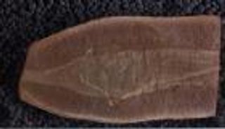 يعود تاريخه لـ 30 مليون سنة.. اكتشاف سر