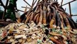 امبراطورية جرائم البيئة.. لن تصدق حجم رأسمالها