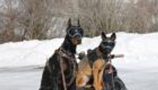 نظارات للكلاب بـ80 دولارا.. أناقة وحماية من الشمس والغبار