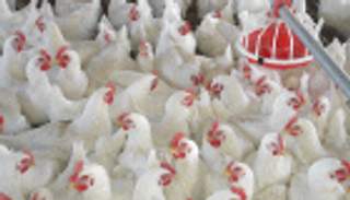 العراق يحظر استيراد الدواجن من هذه الدول خوفا من إنفلونزا الطيور