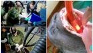 فيديو .. عملية جراحية داخل فمّ أكبر غوريلا في بريطانيا