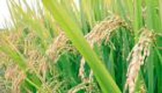 مصر تلغي مجددًا مناقصة لشراء الأرز