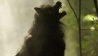 بالصور.. "مستذئب" يطارد المارة ويحطم السيارات في التشيك