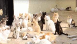 بالفيديو.. سعودي يحول بيته إلى مأوى للقطط والكلاب