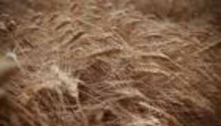 سوريا تسعى لشراء 200 ألف طن من القمح اللين