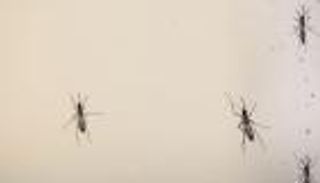 تعافي جنديين أمريكيين بعد إصابتهما بفيروس زيكا