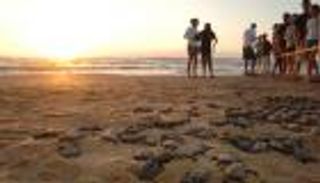 زوجان أمريكيان يواجهان السجن 25 عاما لاتهامهما بتهريب "سلاحف"