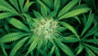 عقار مستخلص من الماريجوانا يساعد مرضى الصرع