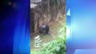 العدالة لأجل هارامبي.. احتجاجات على قتل غوريلا بحديقة حيوان أمريكية