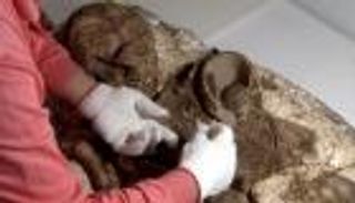 حفرية عمرها 4800 عام تصيب الأثريين بتايوان بالصدمة.. لماذا؟