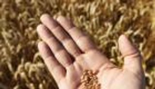 وزير التموين المصري يؤكد تجاوز نسبة الإرجوت بشحنة قمح فرنسي