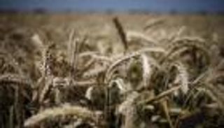 مصر ترفض شحنة قمح أمريكي.. ونائبها العام: فساد بمنظومة التوريد المحلي 