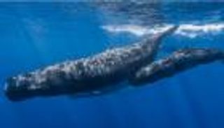 اليابان تتحدي 