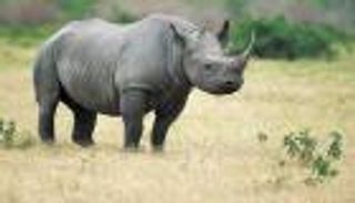 وفاة وحيد قرن تاركًا خلفه 3 فقط مهددين بالانقراض