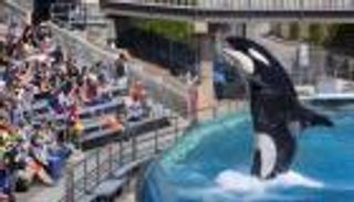 شركة سيوورلد توقف تربية المزيد من الحوت القاتل