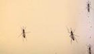 تاريخ الحروب بين البشر والبعوض يتجاوز فيروس زيكا