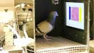 علماء يكتشفون قدرة الحمَام على تشخيص سرطان الثدي