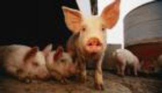 جنوب إفريقيا تعلن اكتشاف حالتي إصابة بحمى الخنازير الإفريقية