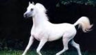 مؤتمر الخيول العربية 2017 ينتقل إلى المغرب