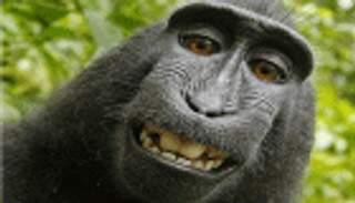 قاضٍ أمريكي يحكم بعدم أحقية قرد في نشر صورة "سيلفي"