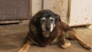 وفاة أكبر الكلاب عمرا.. كم عمره؟