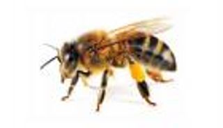 "نحلة" تؤخر إقلاع طائرة أندونيسية 4 ساعات