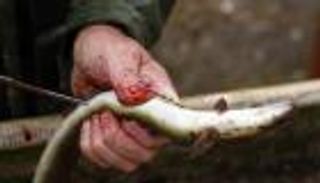 معلومة حول أسماك الثعابين تتأكد بعد 200 عام.. ما هي؟