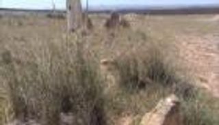 جزائريون يتشوقون لمعرفة صاحب 