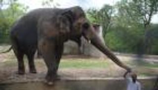 بالفيديو.. اكتئاب فيل باكستاني يثير حملة دولية