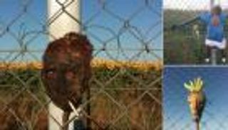 اللاجئون السوريون..