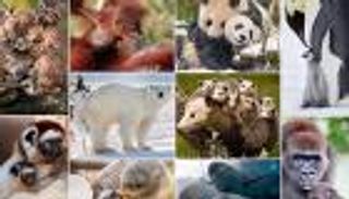 بالصور.. أجمل لحظات الأمومة في عالم الحيوان